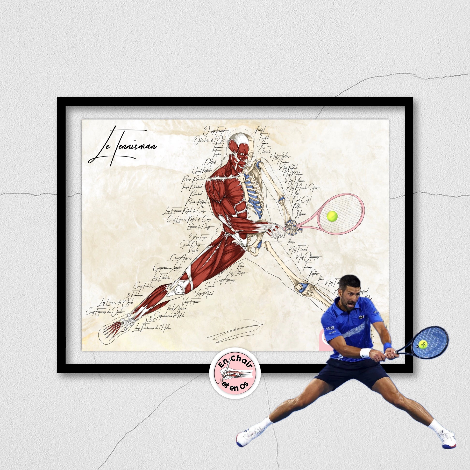 anatomie des muscles et squelette tennis djokovic en chair et en os