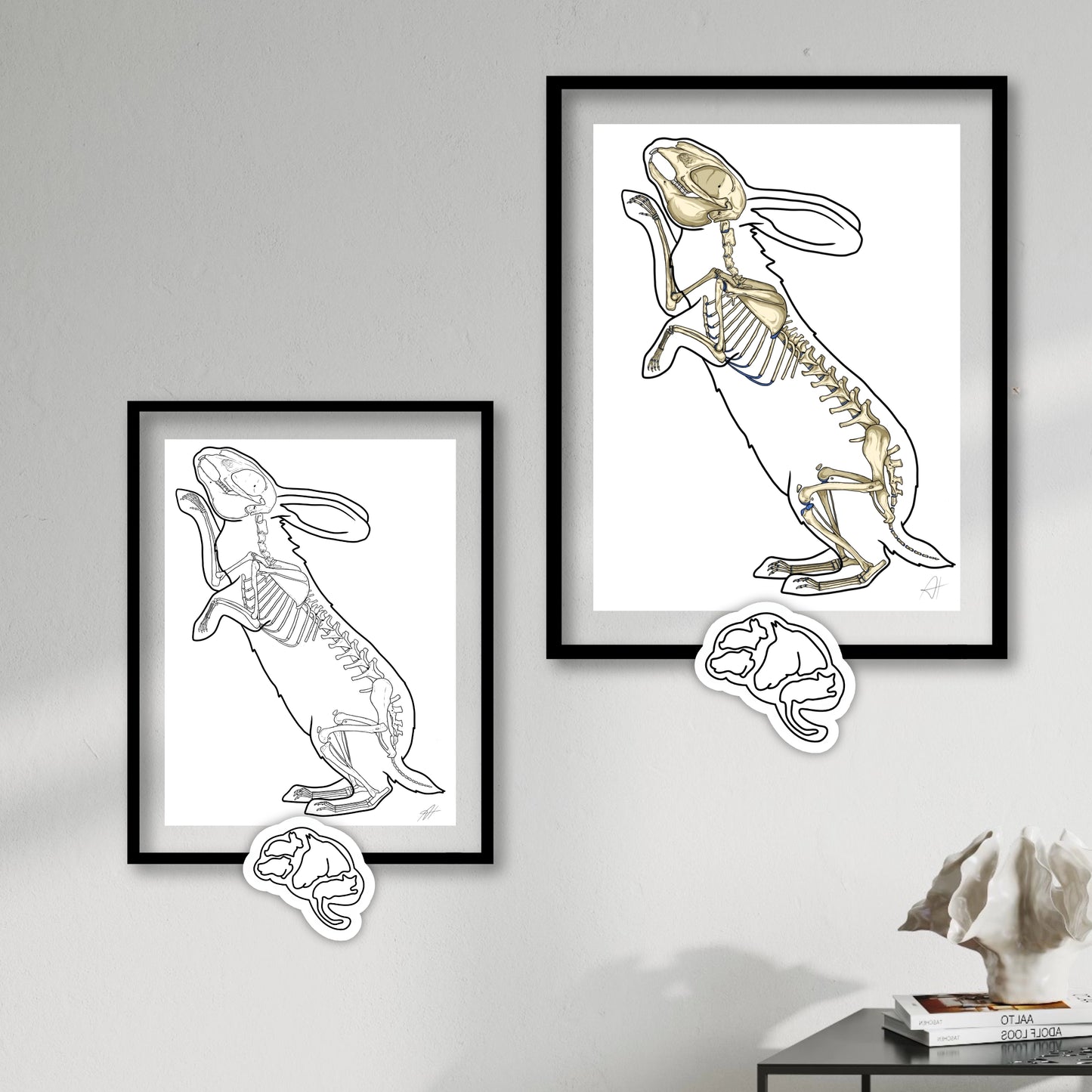 Planches anatomiques du lapin En Chair et en Os décoration pour cabinet médical