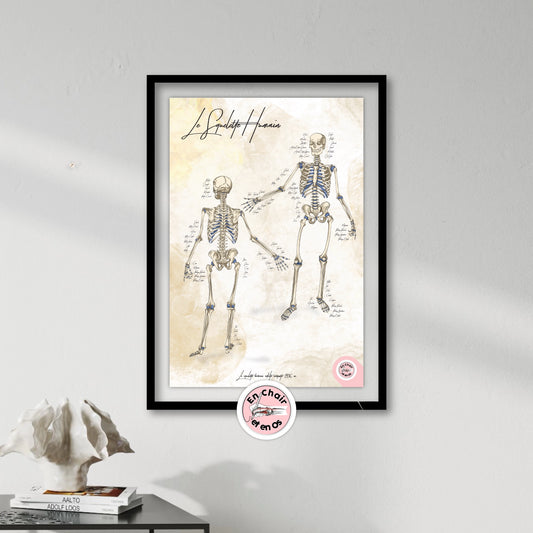 Planche anatomique du squelette humain En Chair et en Os décoration pour cabinet médical