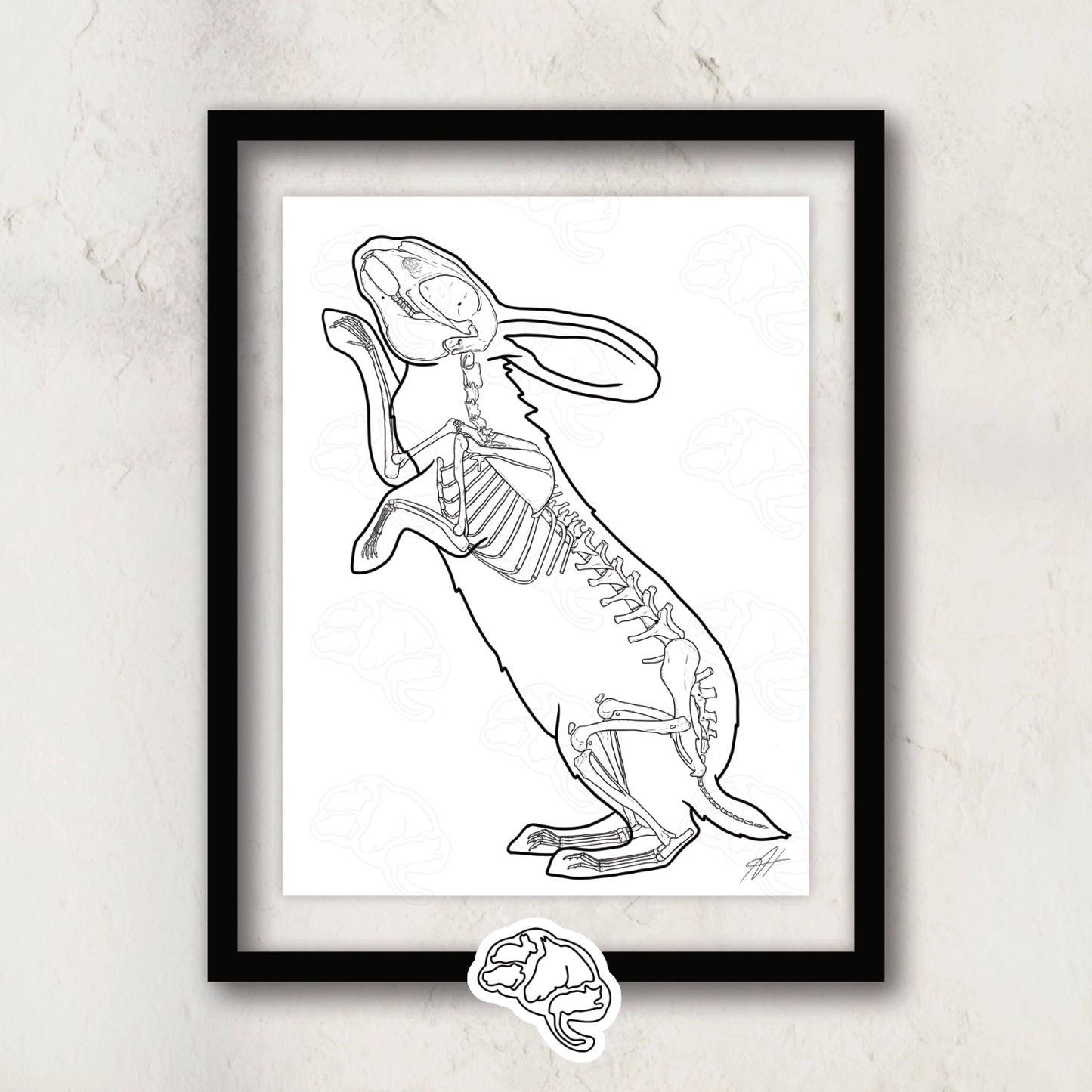 Planche anatomique du lapin Animalinterest décoration pour cabinet de vétérinaire