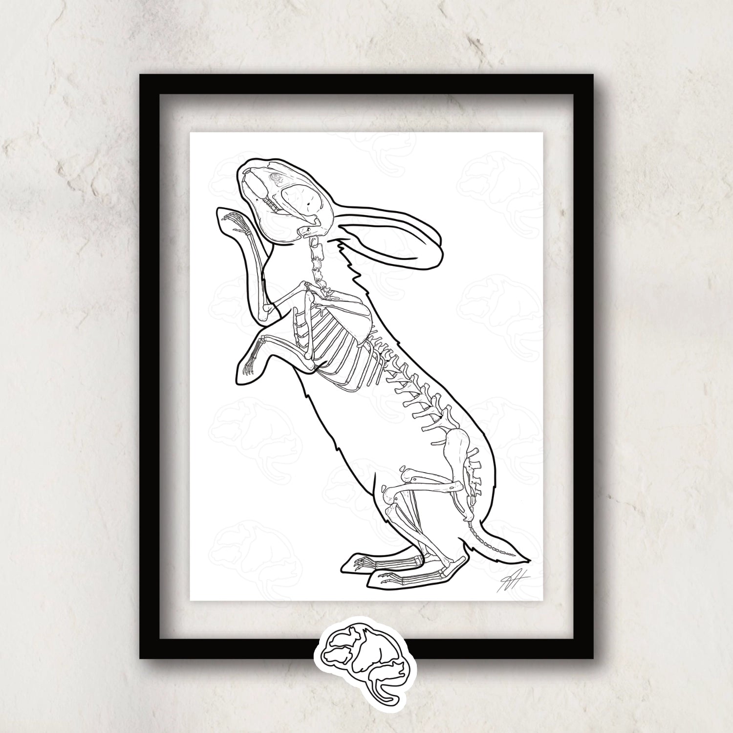 Planche anatomique du lapin Animalinterest décoration pour cabinet de vétérinaire