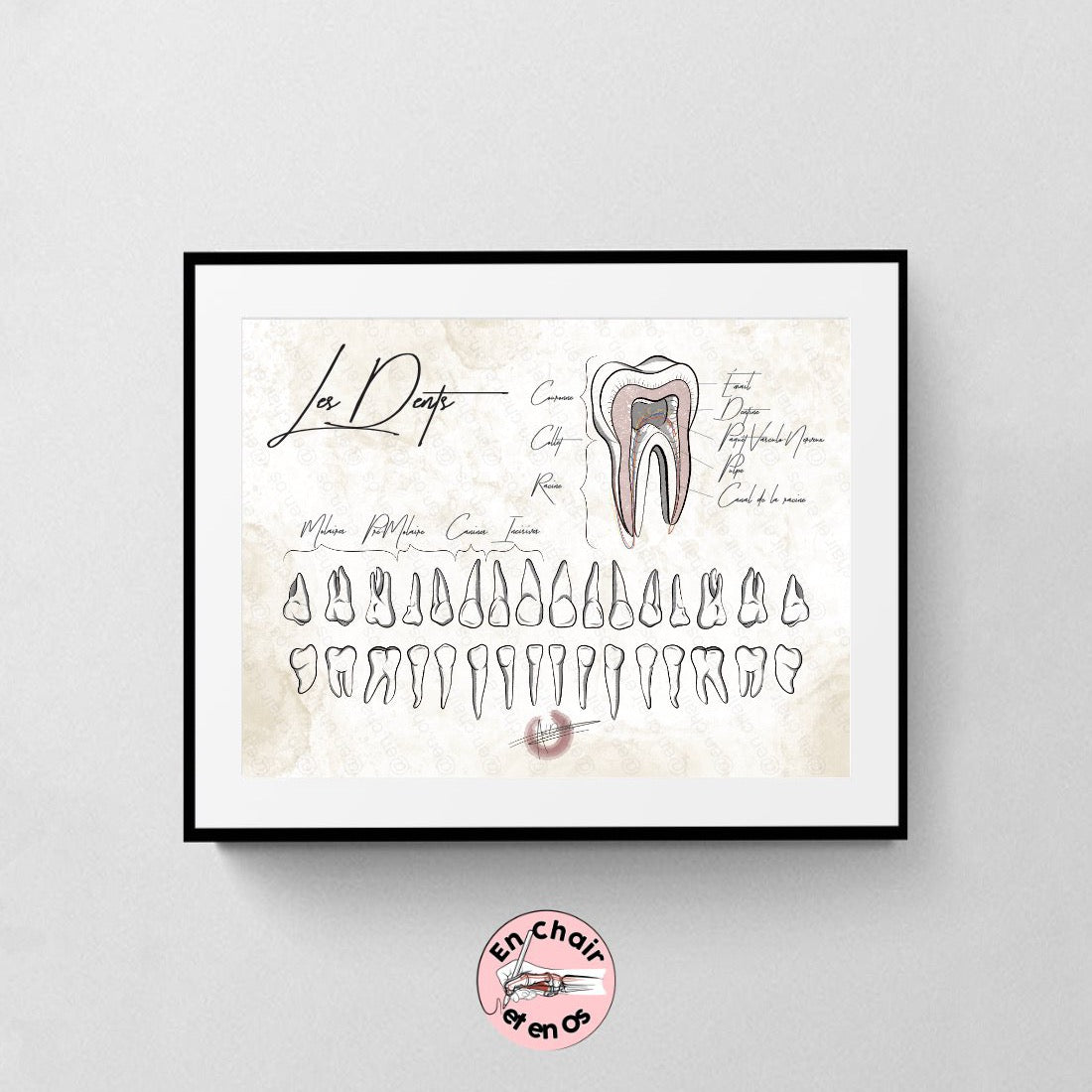 Planche anatomique des dents abinet dentaire