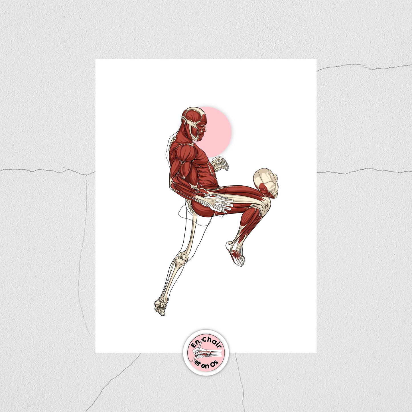Planche anatomique du MMA En Chair et en Os décoration pour cabinet médical